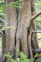 PS4＆PS5《仙剑7》特色系统介绍：御灵烹饪连携等